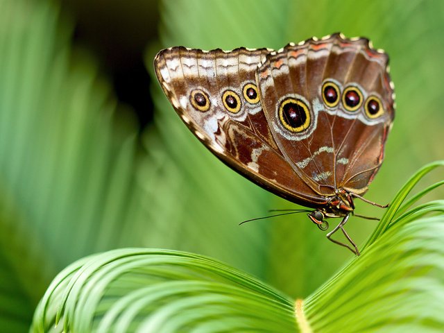 Обои листья, насекомое, бабочка, крылья, растение, leaves, insect, butterfly, wings, plant разрешение 2048x1365 Загрузить