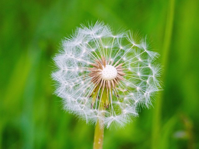 Обои макро, цветок, одуванчик, семена, пух, пушинки, былинки, macro, flower, dandelion, seeds, fluff, fuzzes, blade разрешение 6394x4261 Загрузить