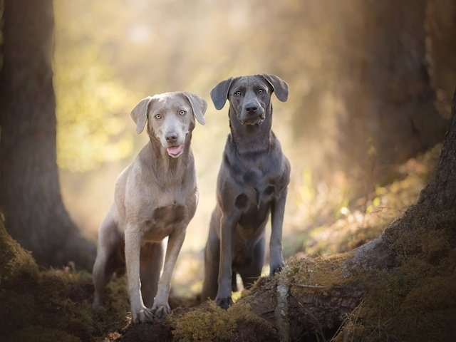 Обои мордочка, взгляд, лабрадор, собаки, боке, silver labradors, muzzle, look, labrador, dogs, bokeh разрешение 2048x1367 Загрузить