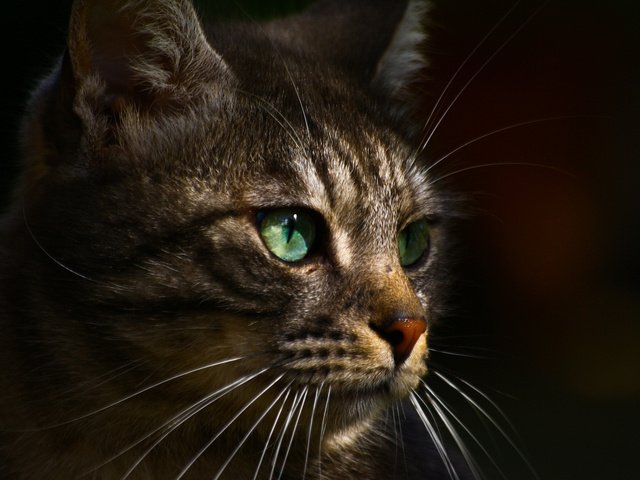 Обои фон, кот, мордочка, усы, кошка, взгляд, зеленые глаза, background, cat, muzzle, mustache, look, green eyes разрешение 1920x1200 Загрузить
