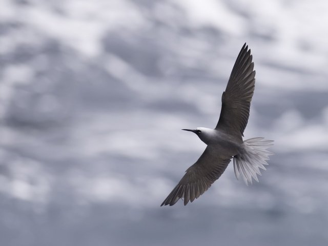 Обои небо, облака, полет, крылья, птица, клюв, перья, крачка, the sky, clouds, flight, wings, bird, beak, feathers, tern разрешение 2528x1685 Загрузить