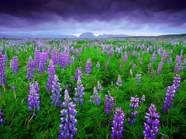 Обои небо, цветы, горы, тучи, поле, лето, исландия, люпины, the sky, flowers, mountains, clouds, field, summer, iceland, lupins разрешение 2048x1367 Загрузить