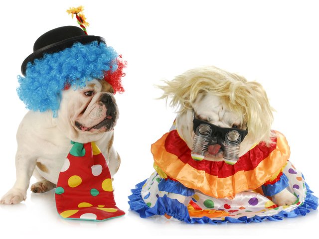 Обои юмор, белый фон, клоун, костюмы, галстук, собаки, английский бульдог, маскарад, humor, white background, clown, costumes, tie, dogs, english bulldog, masquerade разрешение 3900x2700 Загрузить