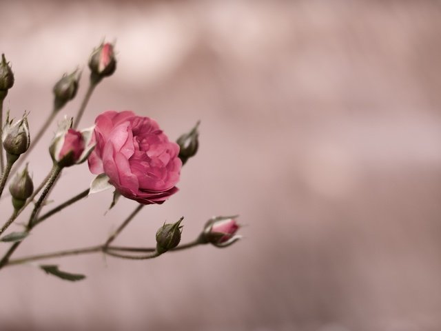 Обои бутоны, цветок, роза, куст, пинк, buds, flower, rose, bush, pink разрешение 4288x2848 Загрузить