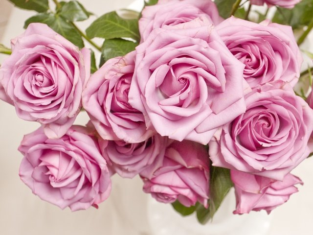 Обои цветы, розы, лепестки, розовые, flowers, roses, petals, pink разрешение 2665x1929 Загрузить