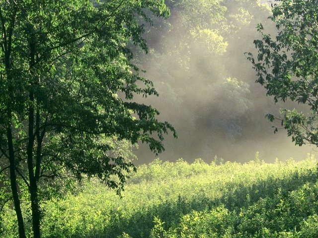 Обои трава, восход, природа, зелень, лес, лето, поляна, grass, sunrise, nature, greens, forest, summer, glade разрешение 1932x1208 Загрузить