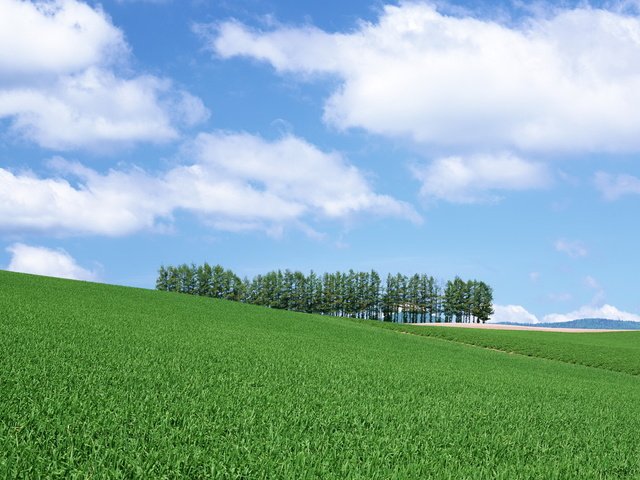 Обои небо, холм, трава, облака, деревья, поле, даль, травка, ели, the sky, hill, grass, clouds, trees, field, dal, weed, ate разрешение 1920x1080 Загрузить