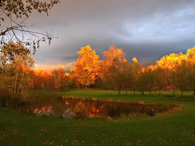 Обои небо, облака, деревья, природа, лучи, осень, кроны, the sky, clouds, trees, nature, rays, autumn, crown разрешение 1920x1080 Загрузить