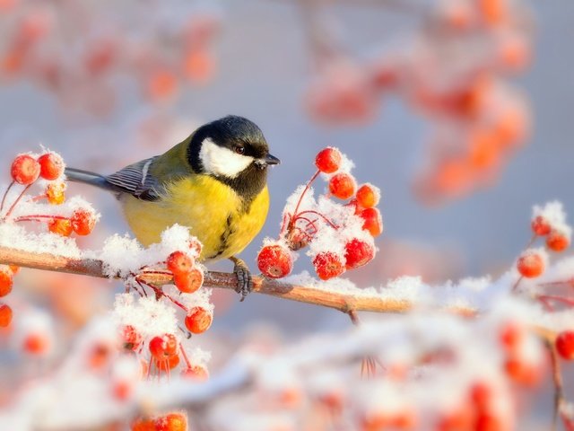 Обои ветка, снег, природа, зима, мороз, иней, птица, ягоды, синица, tit, branch, snow, nature, winter, frost, bird, berries разрешение 2048x1535 Загрузить