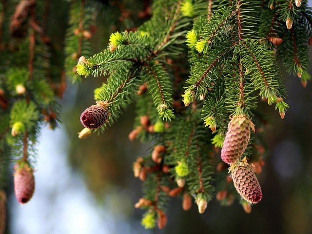 Обои природа, ветки, ель, шишки, nature, branches, spruce, bumps разрешение 2112x1188 Загрузить