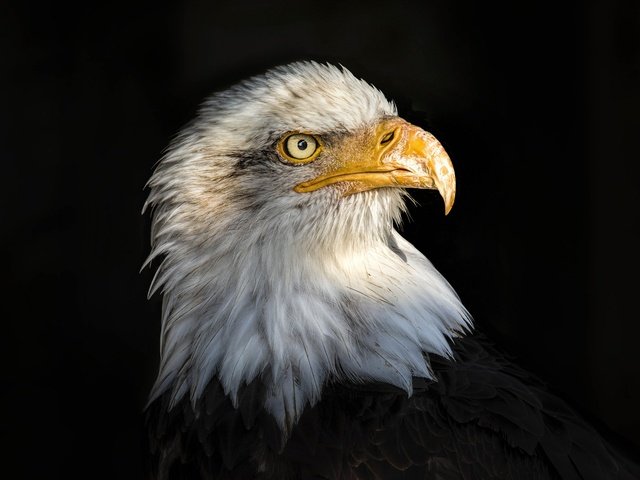 Обои портрет, орел, птица, клюв, черный фон, перья, белоголовый орлан, portrait, eagle, bird, beak, black background, feathers, bald eagle разрешение 2048x1365 Загрузить