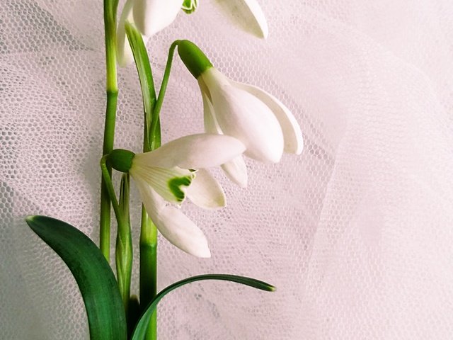 Обои подснежники на белом фоне, snowdrops on white background разрешение 2746x3965 Загрузить