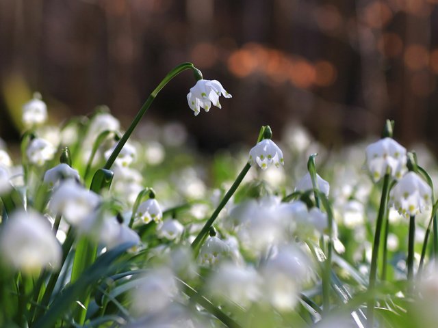 Обои цветы, природа, фон, flowers, nature, background разрешение 2112x1188 Загрузить