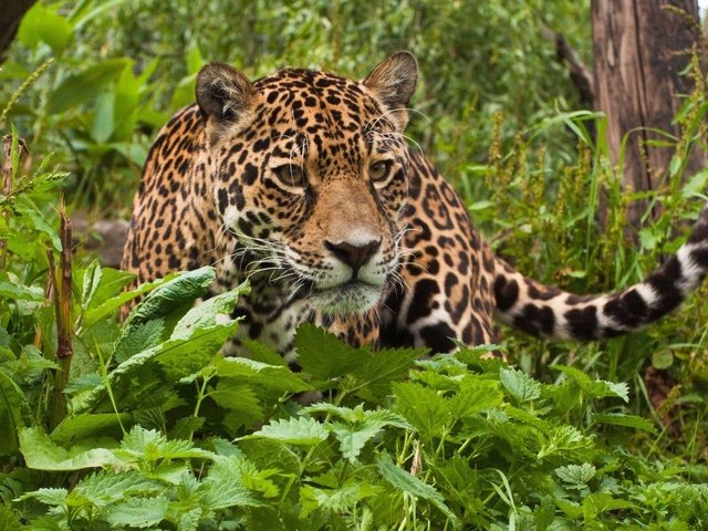 Обои поза, взгляд, хищник, ягуар, животное, pose, look, predator, jaguar, animal разрешение 1920x1200 Загрузить