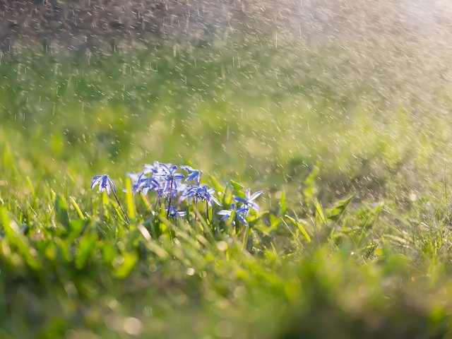 Обои цветы, трава, брызги, весна, пролески, сциллы, flowers, grass, squirt, spring, scilla, scylla разрешение 2304x1536 Загрузить