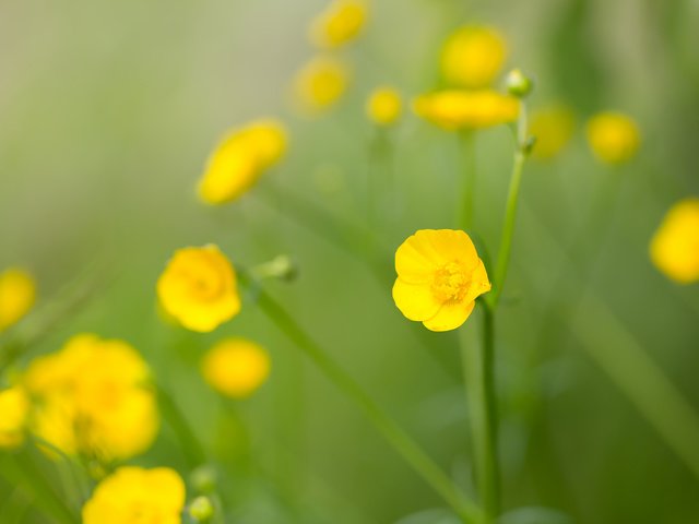 Обои цветы, полевые цветы, желтый цветок, лютик едкий, flowers, wildflowers, yellow flower, acrid buttercup разрешение 2208x1472 Загрузить