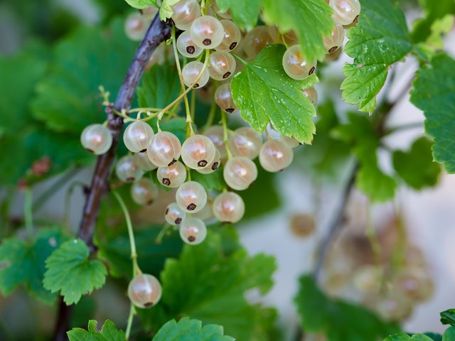 Обои природа, лето, ягоды, смородина, белая смородина, nature, summer, berries, currants, white currants разрешение 2210x1474 Загрузить