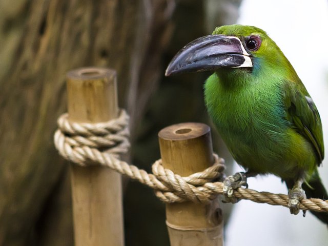 Обои поза, сидит, птица, клюв, большой клюв, pose, sitting, bird, beak, big beak разрешение 1920x1200 Загрузить