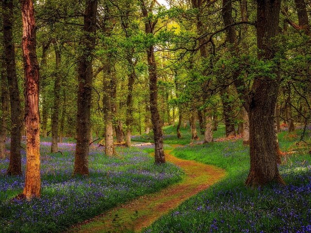 Обои цветы, деревья, природа, лес, парк, тропинка, шотландия, flowers, trees, nature, forest, park, path, scotland разрешение 2048x1365 Загрузить