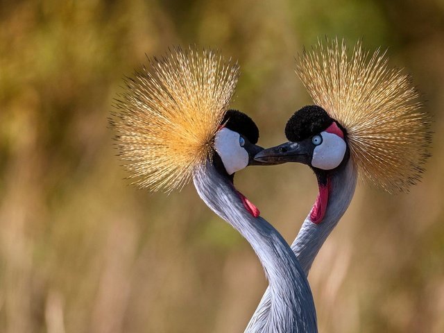 Обои птицы, клюв, шея, журавль, венценосный журавль, birds, beak, neck, crane, crowned crane разрешение 1920x1080 Загрузить