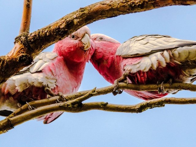 Обои птицы, клюв, попугаи, какаду, розовый какаду, birds, beak, parrots, cockatoo разрешение 1920x1080 Загрузить