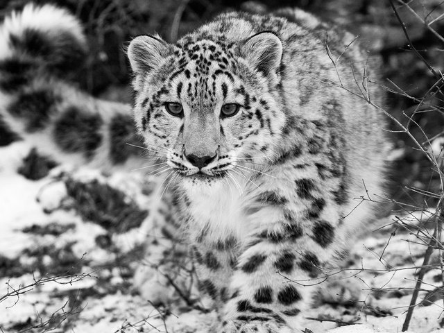 Обои снег, чёрно-белое, снежный барс, ирбис, snow, black and white, snow leopard, irbis разрешение 1920x1080 Загрузить