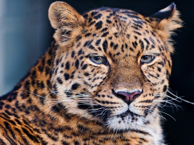 Обои морда, усы, лежит, леопард, хищник, большая кошка, face, mustache, lies, leopard, predator, big cat разрешение 1920x1080 Загрузить