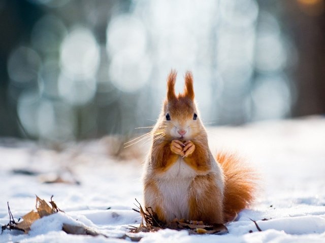 Обои снег, зима, животные, рыжая, белка, белочка, грызун, snow, winter, animals, red, protein, squirrel, rodent разрешение 1920x1080 Загрузить