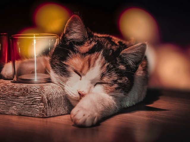 Обои кот, кошка, сон, животное, стаканы, боке, cat, sleep, animal, glasses, bokeh разрешение 2560x1600 Загрузить