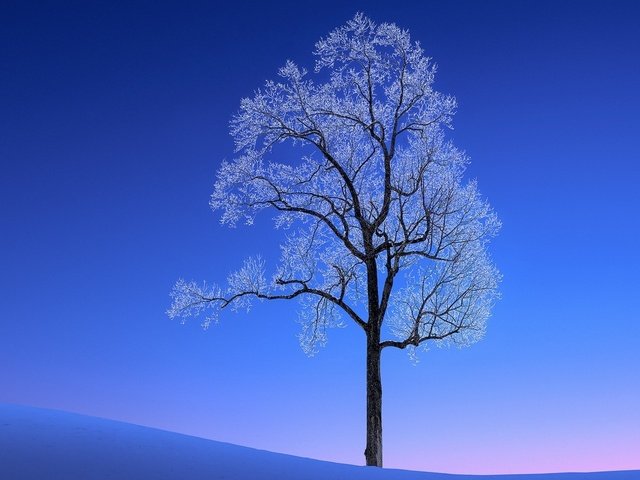 Обои снег, дерево, зима, пейзаж, мороз, snow, tree, winter, landscape, frost разрешение 1920x1080 Загрузить