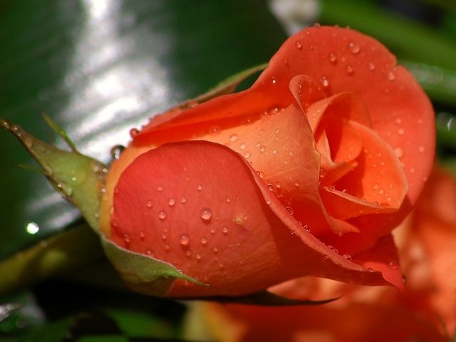 Обои цветы, роса, капли, роза, лепестки, бутон, flowers, rosa, drops, rose, petals, bud разрешение 1920x1200 Загрузить