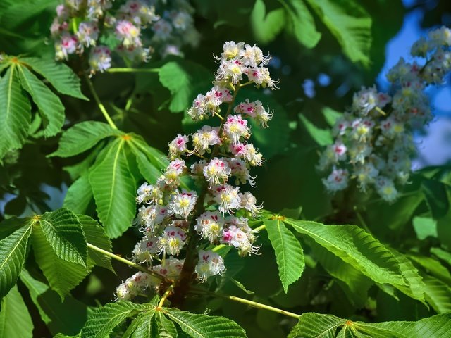 Обои цветы, цветение, листья, весна, каштан, flowers, flowering, leaves, spring, chestnut разрешение 5184x3456 Загрузить