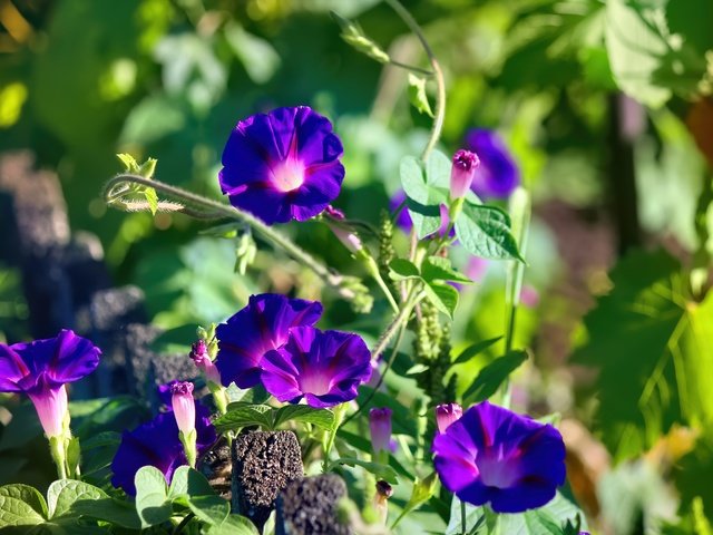 Обои цветы, фиолетовый, вьюнок, ипомея, цветы скачено: 0, flowers, purple, bindweed, morning glory разрешение 5184x3456 Загрузить