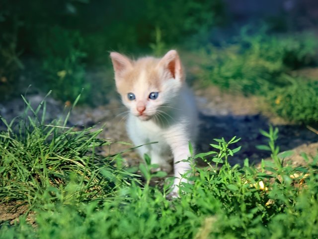 Обои трава, кот, мордочка, кошка, взгляд, котенок, grass, cat, muzzle, look, kitty разрешение 5184x3456 Загрузить