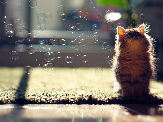 Обои кот, пузыри, котенок, мыльные пузыри, ben torode, cat, bubbles, kitty разрешение 2048x1365 Загрузить