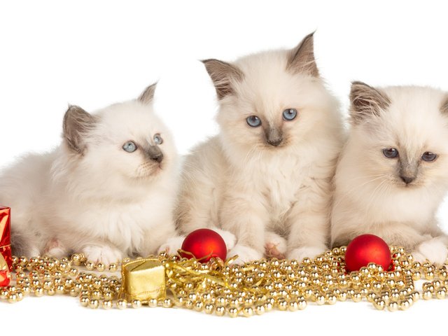 Обои новый год, взгляд, игрушки, белые, малыши, котята, гирлянда, new year, look, toys, white, kids, kittens, garland разрешение 5643x2460 Загрузить