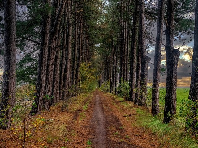 Обои дорога, деревья, дорожка, осень, тропинка, сосна, road, trees, track, autumn, path, pine разрешение 3840x2160 Загрузить