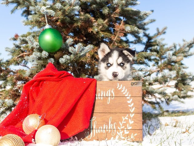 Обои елка, собака, щенок, хаски, малыш, голубые глаза, рождество, сибирский хаски, tree, dog, puppy, husky, baby, blue eyes, christmas, siberian husky разрешение 2000x1333 Загрузить