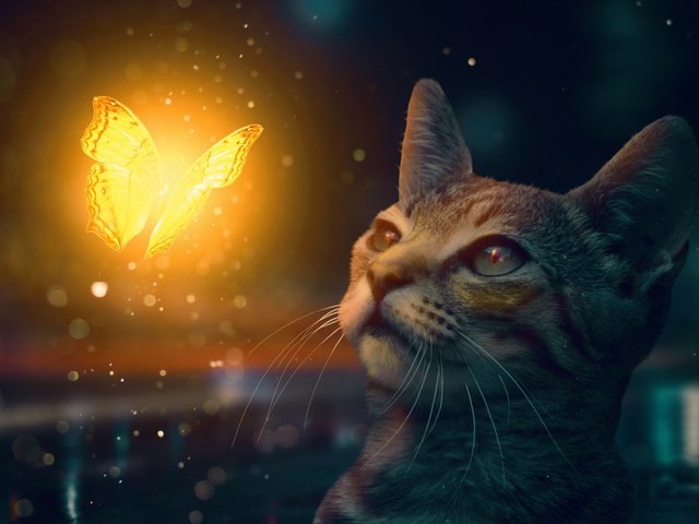 Обои кот, мордочка, кошка, бабочка, котейка, cat, muzzle, butterfly разрешение 2112x1188 Загрузить