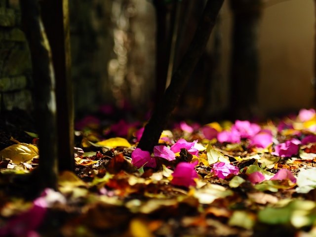 Обои цветы, листья, размытость, боке, flowers, leaves, blur, bokeh разрешение 1920x1080 Загрузить