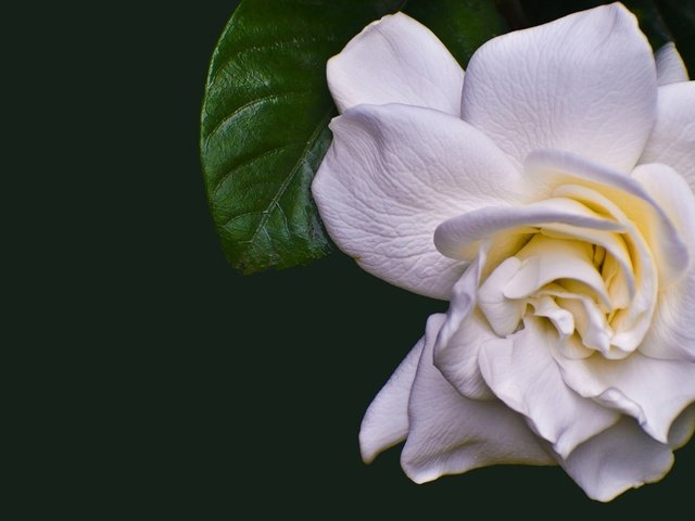 Обои белая, камелия, white, camellia разрешение 2880x1620 Загрузить