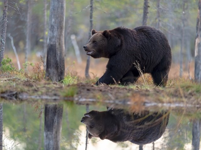 Обои берег, лес, отражение, медведь, водоем, прогулка, бурый, shore, forest, reflection, bear, pond, walk, brown разрешение 5568x3712 Загрузить