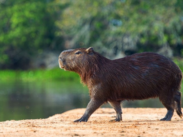 Обои берег, водоем, профиль, прогулка, капибара, shore, pond, profile, walk, the capybara разрешение 3840x2556 Загрузить