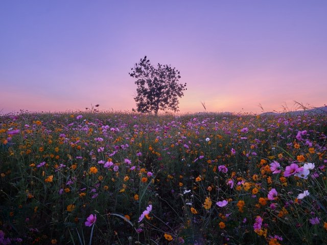 Обои цветы, дерево, луг, тайланд, космея, flowers, tree, meadow, thailand, kosmeya разрешение 2048x1365 Загрузить