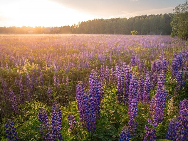 Обои цветы, люпины, лес, утро, туман, поле, рассвет, дымка, сиреневые, flowers, lupins, forest, morning, fog, field, dawn, haze, lilac разрешение 3840x2160 Загрузить