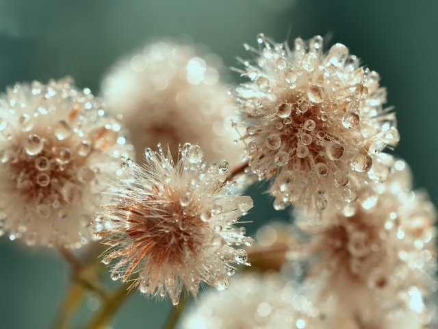 Обои цветы, макро, капли, flowers, macro, drops разрешение 2048x1300 Загрузить