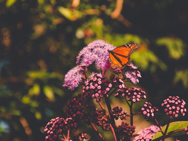 Обои цветы, природа, макро, насекомое, лето, бабочка, боке, flowers, nature, macro, insect, summer, butterfly, bokeh разрешение 4800x3200 Загрузить