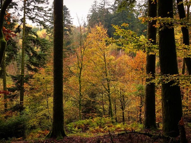 Обои деревья, лес, листва, осень, trees, forest, foliage, autumn разрешение 3840x2160 Загрузить