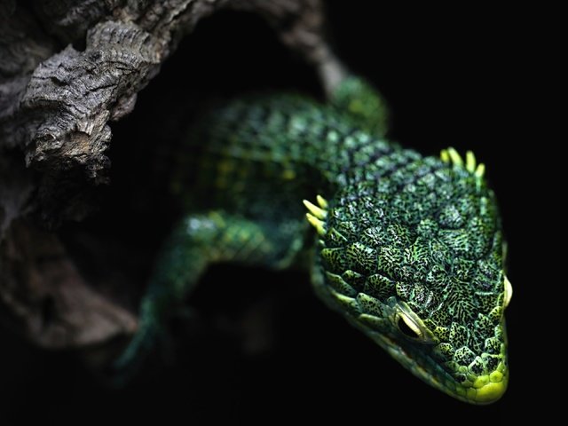 Обои дерево, ящерица, черный фон, зеленая, рептилия, дупло, tree, lizard, black background, green, reptile, the hollow разрешение 3840x2160 Загрузить