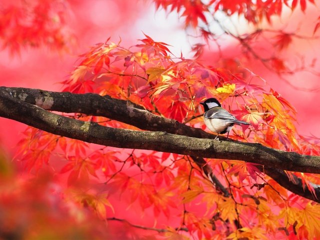 Обои дерево, листья, ветки, птица, клен, синица, осенние листья, tree, leaves, branches, bird, maple, tit, autumn leaves разрешение 2000x1333 Загрузить